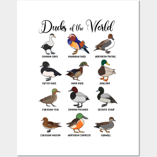 Different ducks - types of ducks Posters and Art